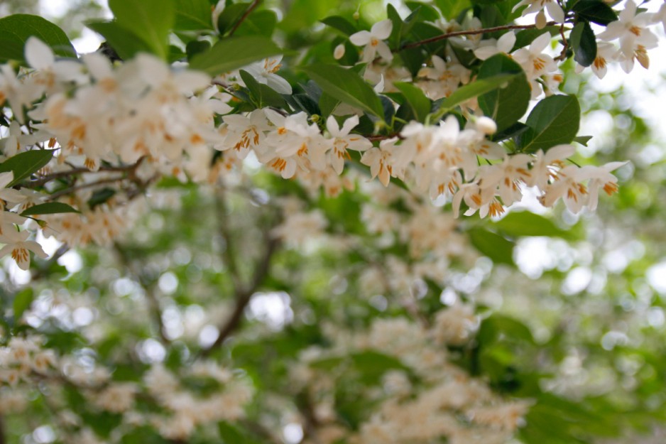 _MG_4432.jpg